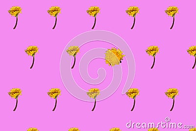 dandelion all over the background and one from a different angle a beautiful spring vivid background Stock Photo