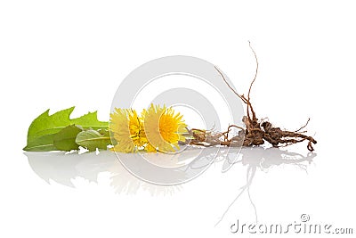 Dandelion background, herbal remedy. Stock Photo