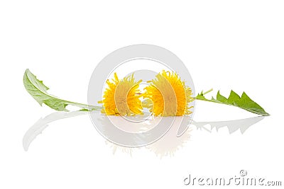 Dandelion background, herbal remedy. Stock Photo