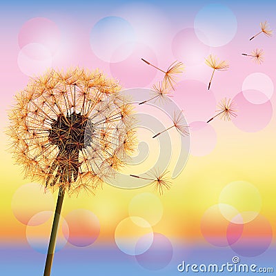 Dandelion on background of sunset Vector Illustration