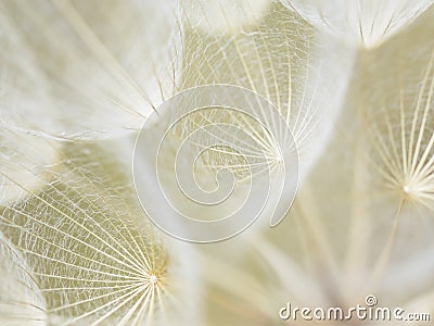 Dandelion Stock Photo