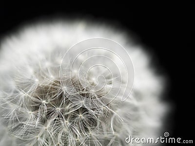 Dandelion Stock Photo