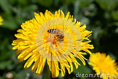 Dandelion with bee in summer Stock Photo