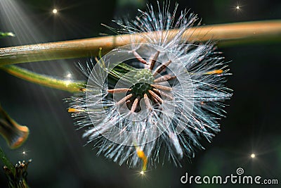 Dandelion on black background Stock Photo