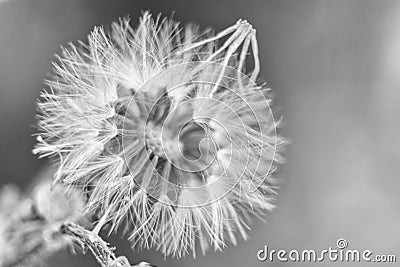 Dandelion black and white Stock Photo