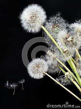 Dandelion on blackbackground flowers Stock Photo