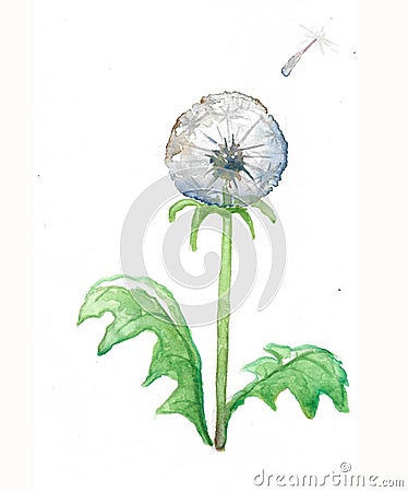 Dandelion blow ball Stock Photo