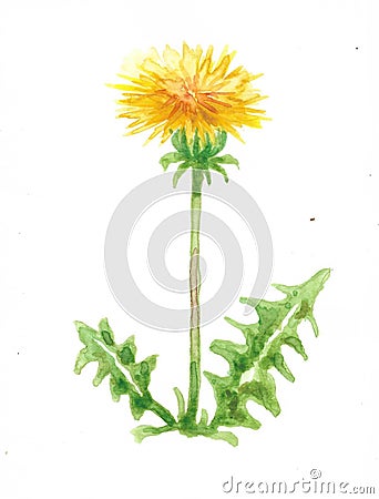 Dandelion blow ball Stock Photo