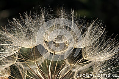 Dandelion blowball Stock Photo