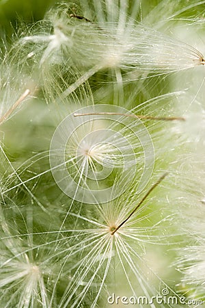 Dandelion blowball Stock Photo