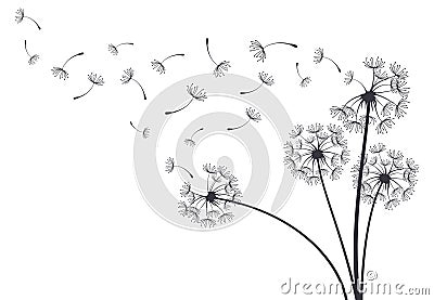 Dandelion blowball botanical plant fluffy flying seeds. Decorative blooming dandelions with fluffy flying seeds vector background Vector Illustration