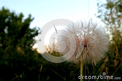 Dandelion blowball on the sky background Stock Photo