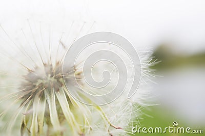 Dandelion on blur background Stock Photo