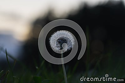 Dandelion in a blurry field. Stock Photo