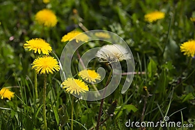 Dandelion, botanical name taraxacum officinale, is a perennial weed Stock Photo
