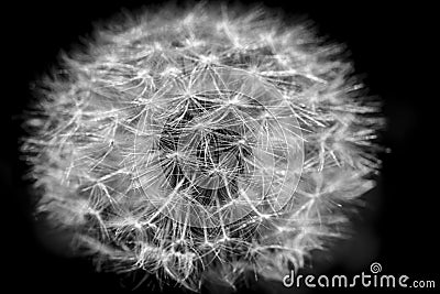 Dandelion, botanical name taraxacum officinale, is a perennial weed Stock Photo