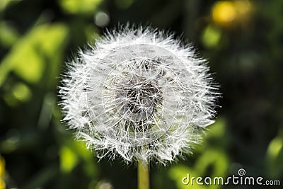 Dandelion, botanical name taraxacum officinale, is a perennial weed Stock Photo