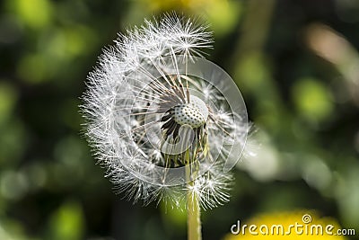 Dandelion, botanical name taraxacum officinale, is a perennial weed Stock Photo