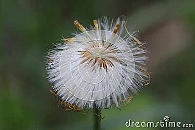 The dandelion ceased to bloom. White parachutes Stock Photo