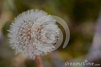 Dandelion Chiribiki Stock Photo