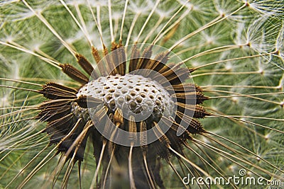 Dandelion clock Stock Photo