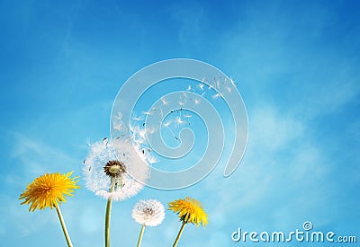 Dandelion clock dispersing seed Stock Photo