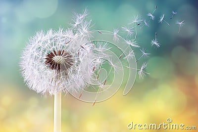 Dandelion clock in morning sun Stock Photo