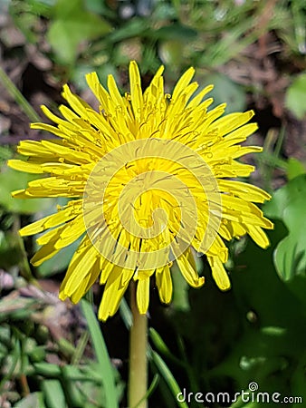 Dandelion Clocks & Wishes Stock Photo