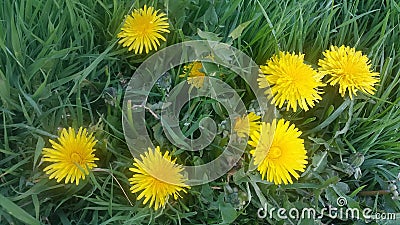 Dandelion Clocks & Wishes Stock Photo