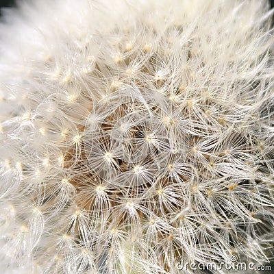 Dandelion Close Up Stock Photo