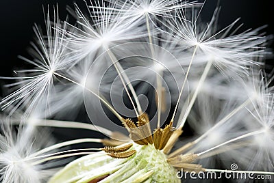 Dandelion close up Stock Photo