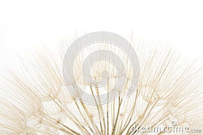 Dandelion close up Stock Photo