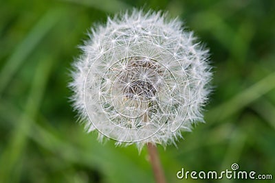 Dandelion close-up. Stock Photo