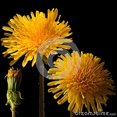 Dandelion close-up flower for big poster. Stock Photo