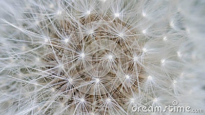 Dandelion closeup. as background. Stock Photo