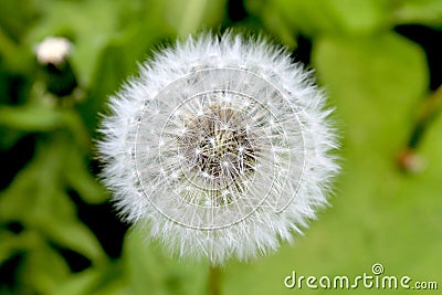 Dandelion closeup on a green background Stock Photo