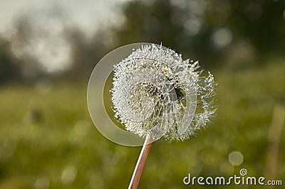 Dandelion covered with dewy drops Stock Photo