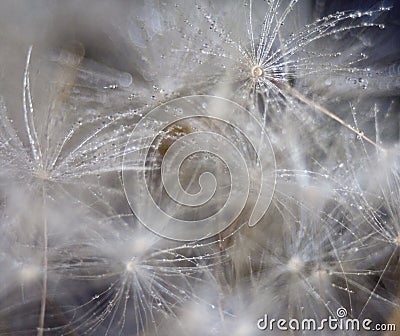 Dandelion covered in water drops Stock Photo