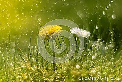 Dandelion and Daisy in the rain. Macro with beautiful bokeh.Selective focus Stock Photo