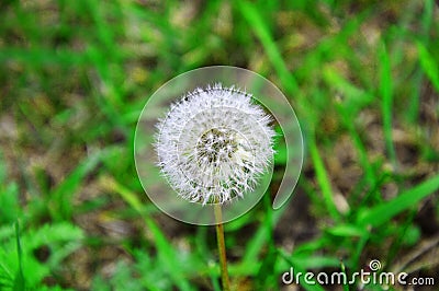 Dandelion,Dandelion field Stock Photo