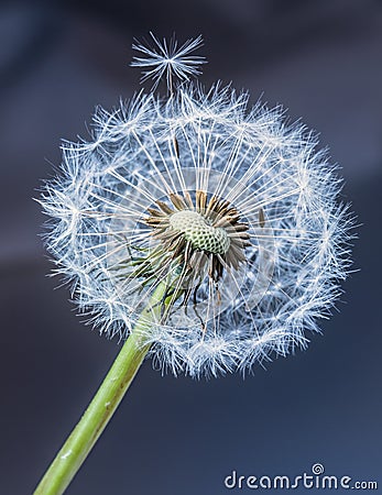 Dandelion. Dandelion fluff. Dandelion tranquil abstract closeup art background Stock Photo