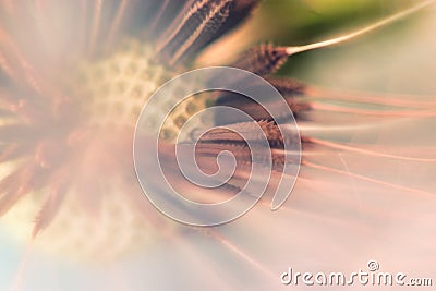 Dandelion. Dandelion seeds close up. Soft focus Stock Photo