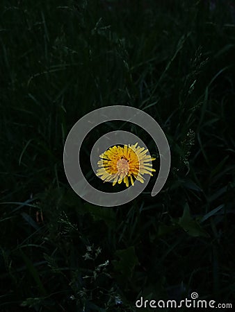 Dandelion on dark leaves and grass Stock Photo