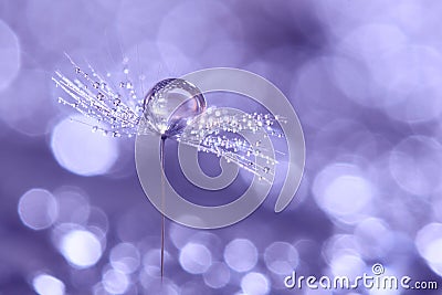 Dandelion with dew drop close up on a delicate background with bokeh. Artistic image of a dandelion. selective focus Stock Photo