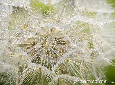 Dandelion in dew drops early in the morning, closeup Stock Photo