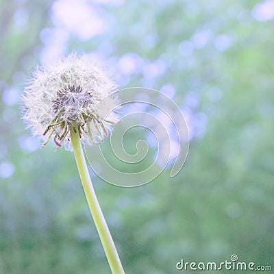 Dandelion white fluffy flower with abstract color on natural blue-green blurred spring background, selective focus. Stock Photo