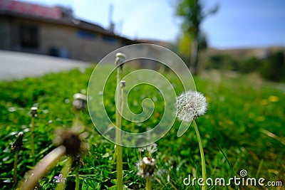 Dandelion Dreams Stock Photo