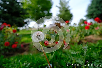 Dandelion Dreams Stock Photo