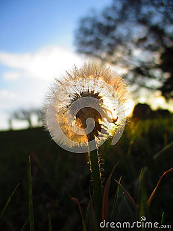 Dandelion dreams flower sunlight grass Stock Photo