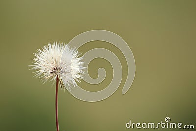 Dandelion Dreams Stock Photo